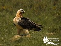 Ecobirding Quebrantahuesos