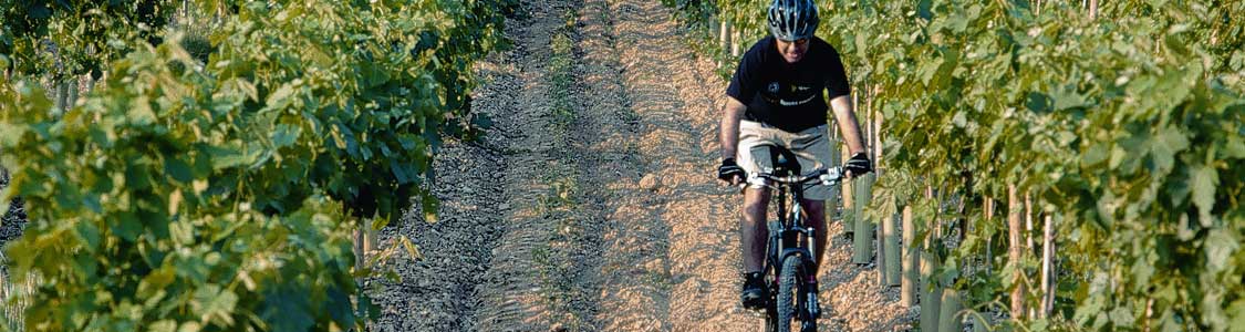 Vineyard Route