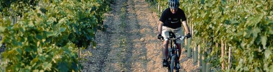Vineyard Route